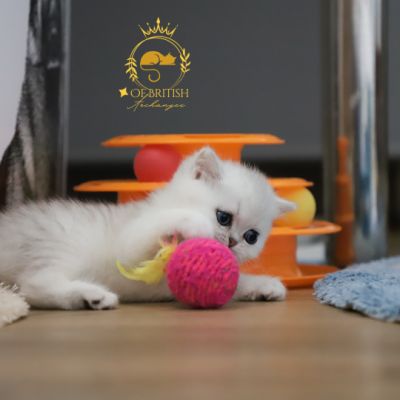 Vivaldi Of british Archanges