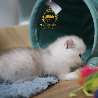 Vivaldi Of british Archanges