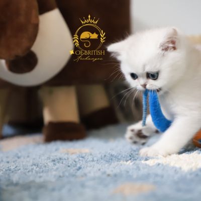 Vivaldi Of british Archanges