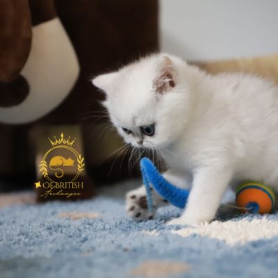 Vivaldi Of british Archanges