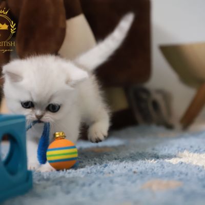 Vivaldi Of british Archanges