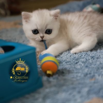 Vivaldi Of british Archanges