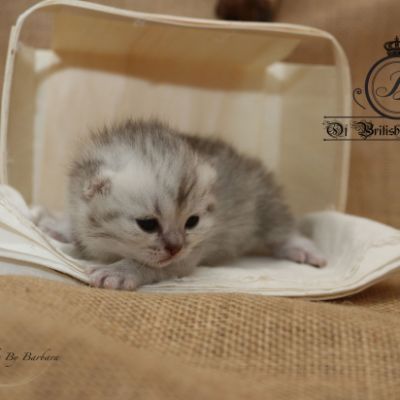 Roméo Of British Archanges