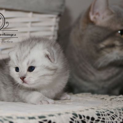 Roméo Of British Archanges