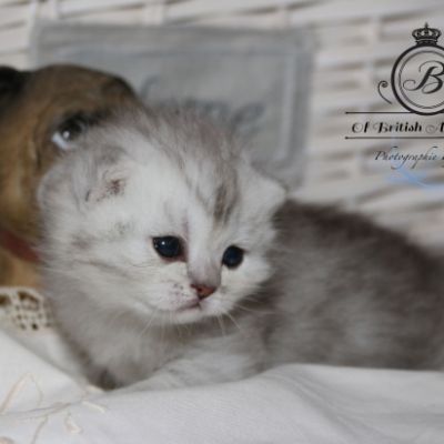 Roméo Of British Archanges