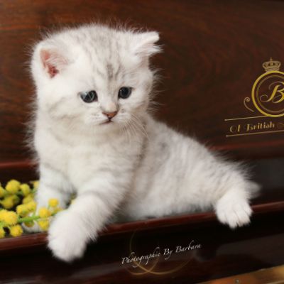 Roméo Of British Archanges