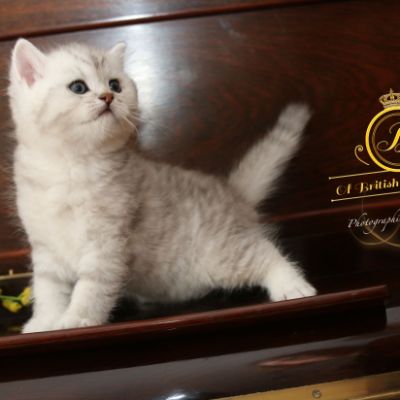 Roméo Of British Archanges