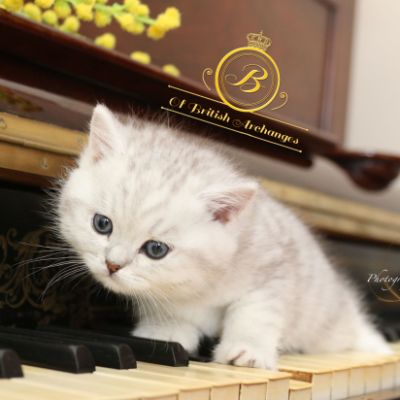 Roméo Of British Archanges