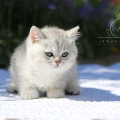 Roméo Of British Archanges