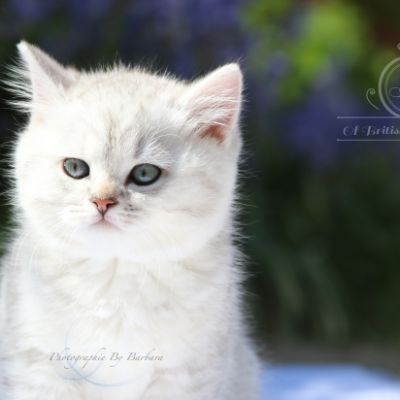 Roméo Of British Archanges