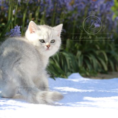 Roméo Of British Archanges