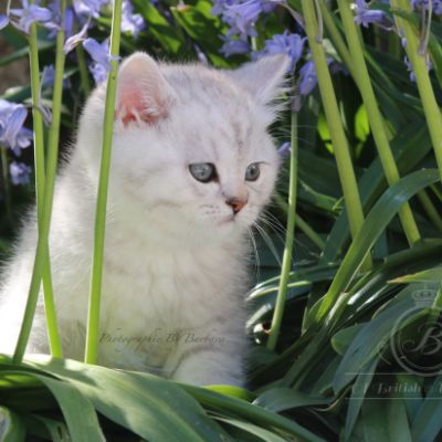 Roméo Of British Archanges