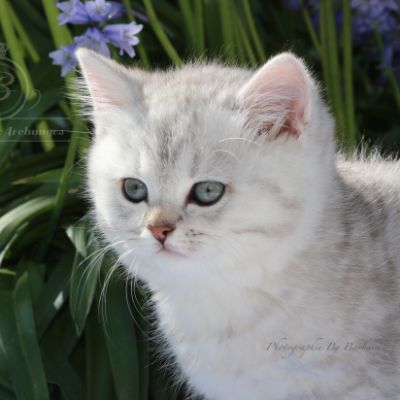 Roméo Of British Archanges