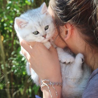 Roméo Of British Archanges