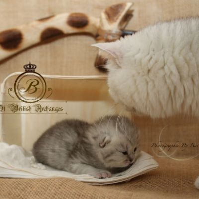 Réglisse Of British Archanges