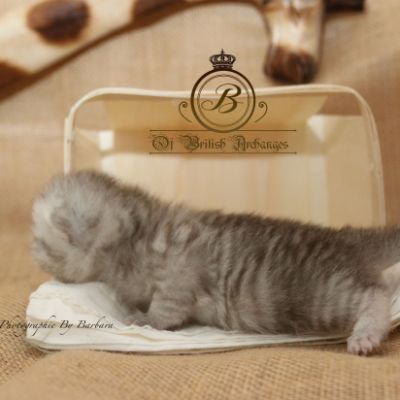 Réglisse Of British Archanges