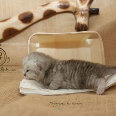 Réglisse Of British Archanges