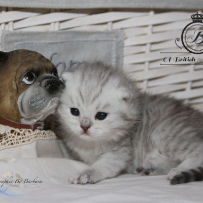 Réglisse Of British Archanges