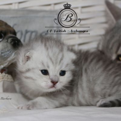 Réglisse Of British Archanges