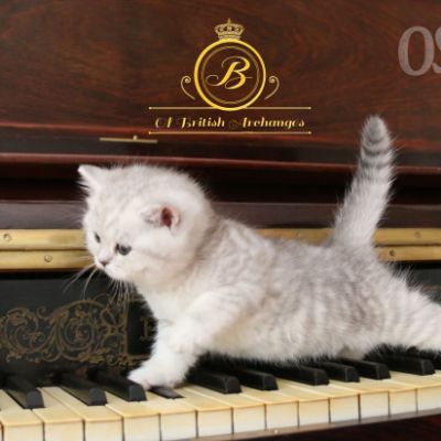 Réglisse Of British Archanges