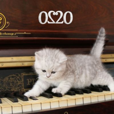 Réglisse Of British Archanges