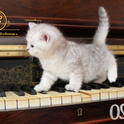 Réglisse Of British Archanges