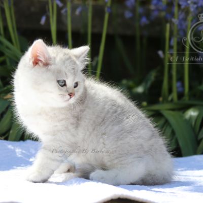 Réglisse Of British Archanges