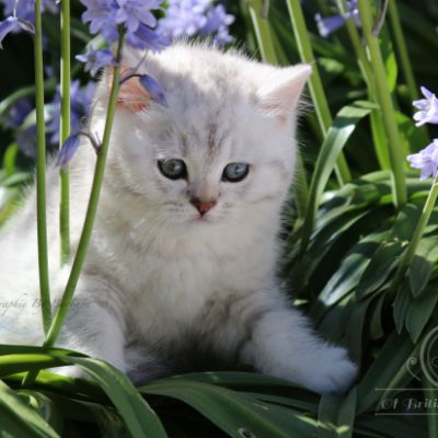 Réglisse Of British Archanges