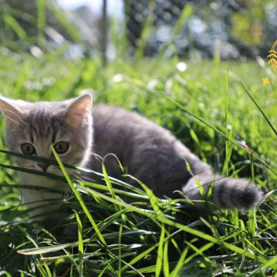 Ugolin Of British Archanges