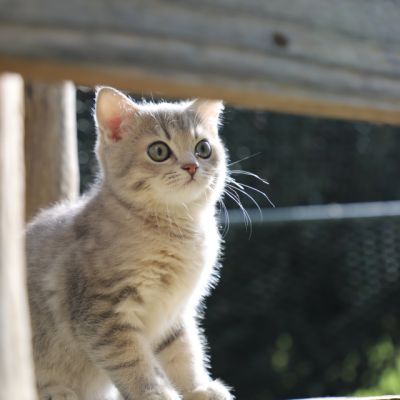 Ugolin Of British Archanges