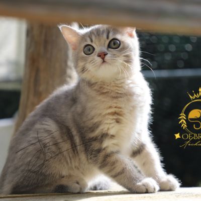 Ugolin Of British Archanges