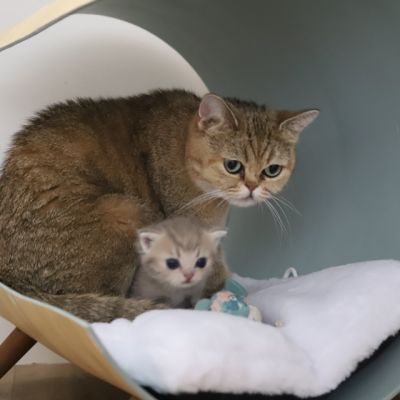 Ugho Of British Archanges