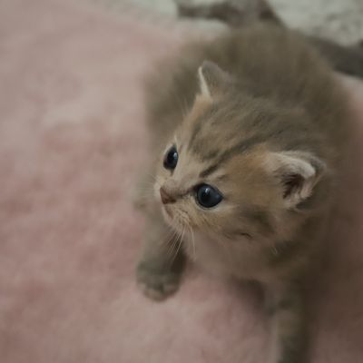 Ugho Of British Archanges