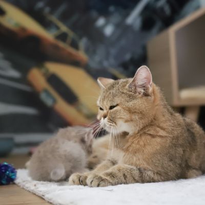 Ugho Of British Archanges