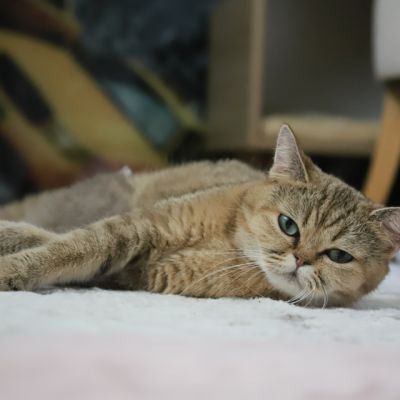 Ugho Of British Archanges