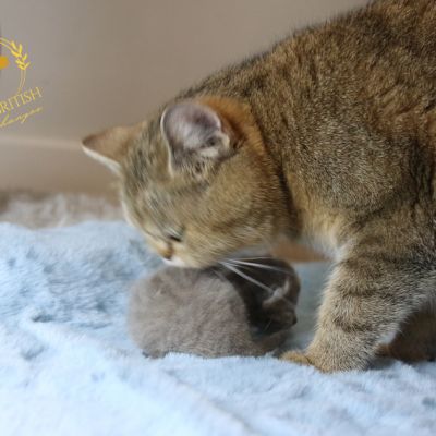 Ugho Of British Archanges