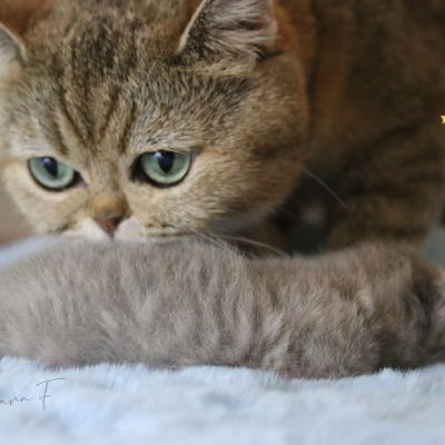 Ugho Of British Archanges