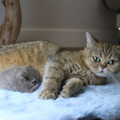 Ugho Of British Archanges