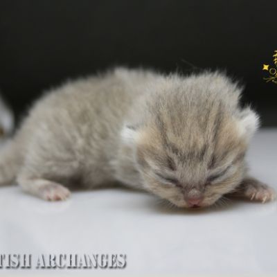 Ugho Of British Archanges