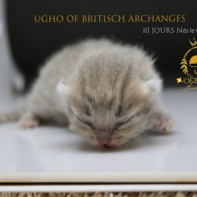 Ugho Of British Archanges