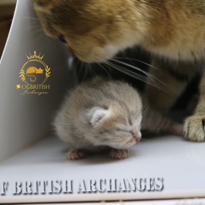 Ugho Of British Archanges