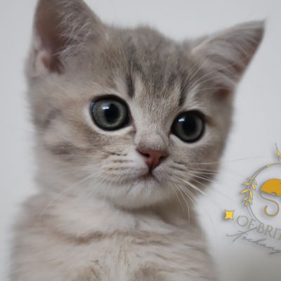 Ugho Of British Archanges