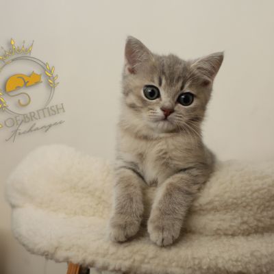 Ugho Of British Archanges