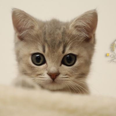 Ugho Of British Archanges