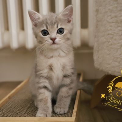 Ugho Of British Archanges