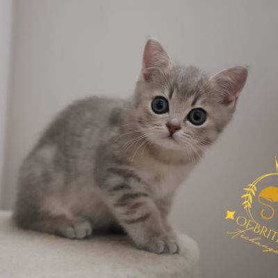 Ugho Of British Archanges