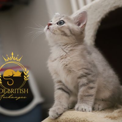 Ugho Of British Archanges