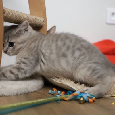 Ugho Of British Archanges