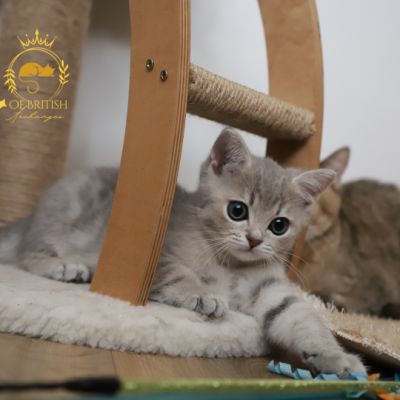 Ugho Of British Archanges