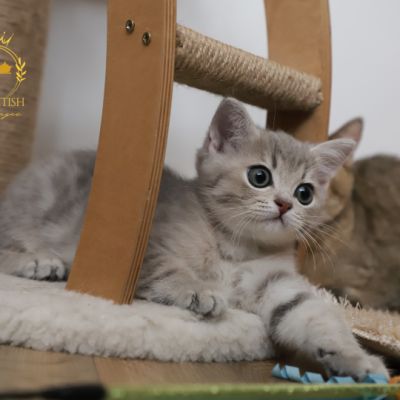 Ugho Of British Archanges